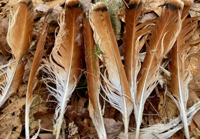 is it illegal to own a hawk feather