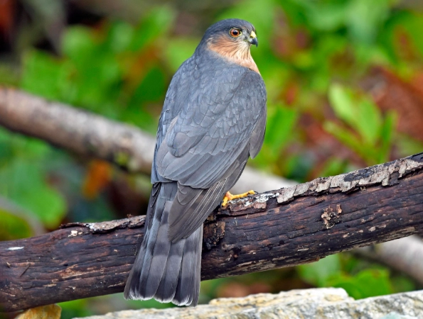sharp shinned hawk vs cooper's hawk