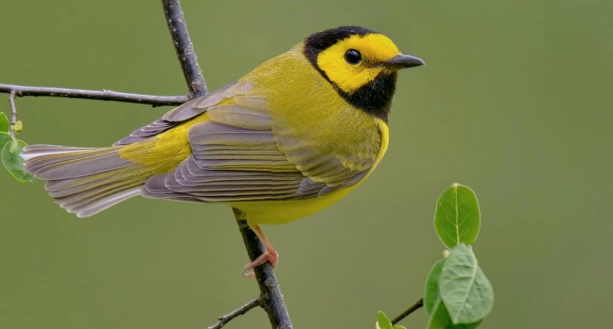 hooded warbler song