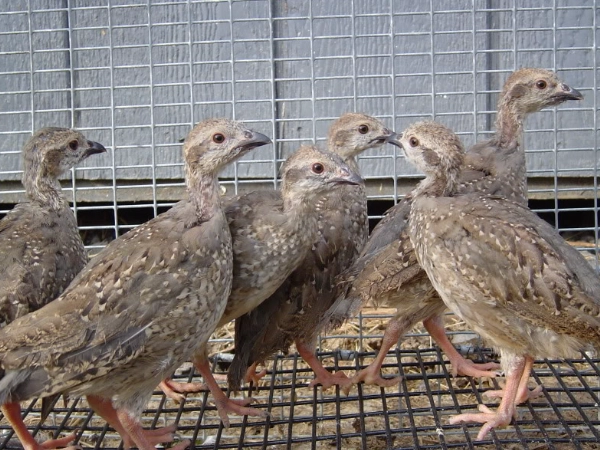 chukar partridge