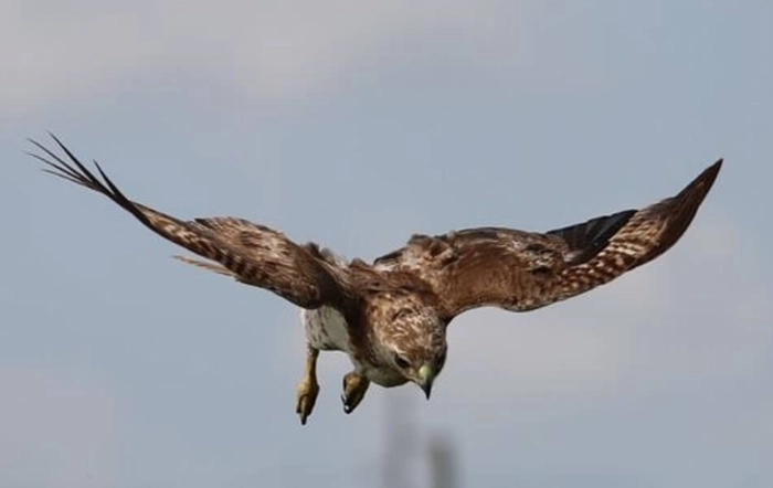 can a hawk carry a dog