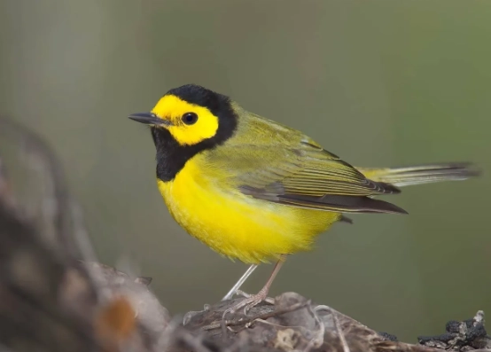 hooded warbler identification