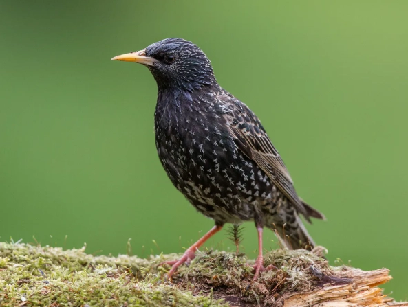 European starling identification