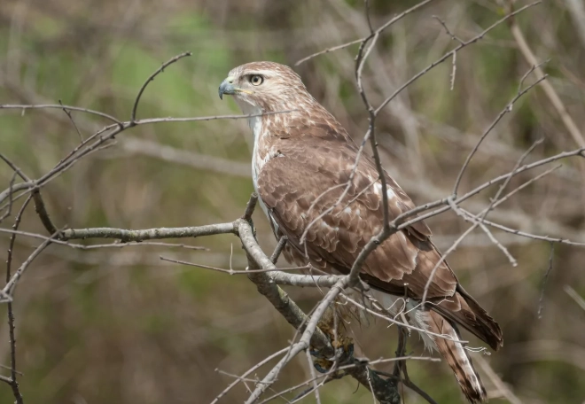 red-tailed hawk fledgling