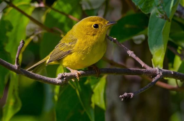 Wilson's warbler song