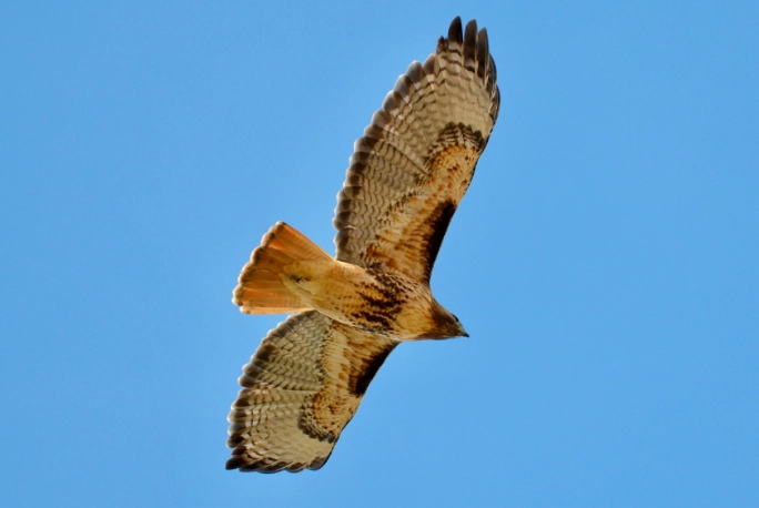 Red-tailed Hawk