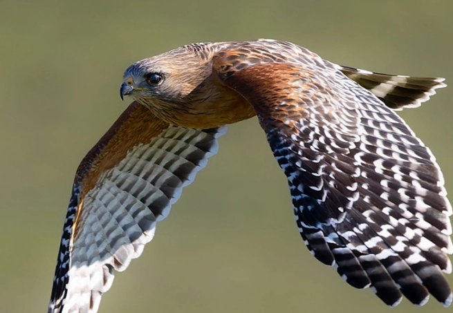 Red-shouldered Hawk call