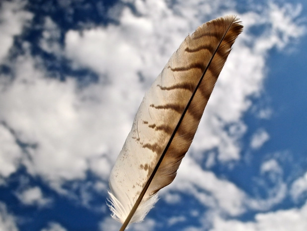 red-tailed hawk feather identification