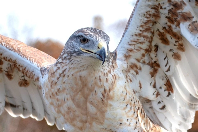 red tailed hawk screech