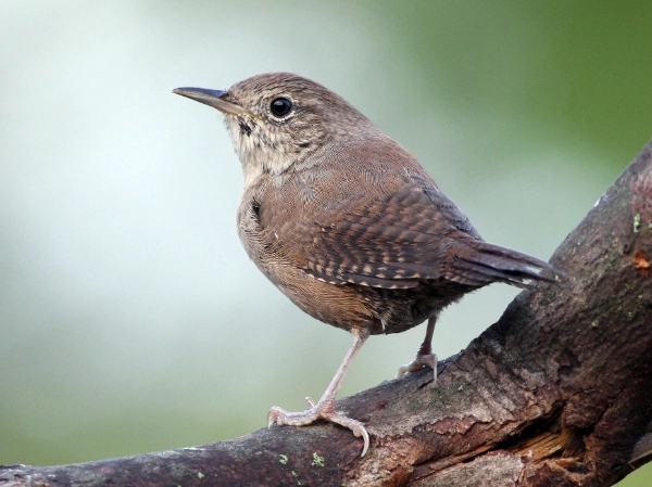 house wren nest