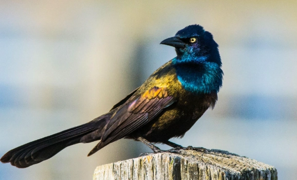 grackle bird