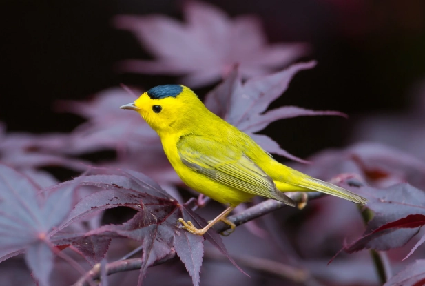 Wilson's warbler song