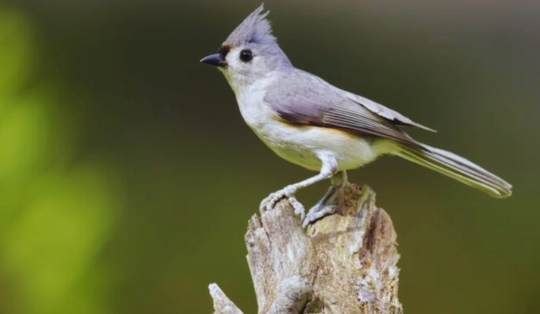 tufted titmouse call