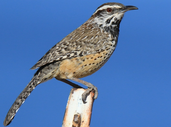 cactus wren facts