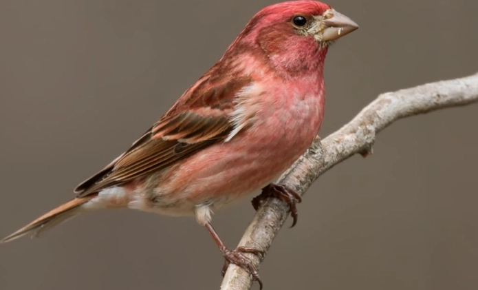 Purple Finch identification