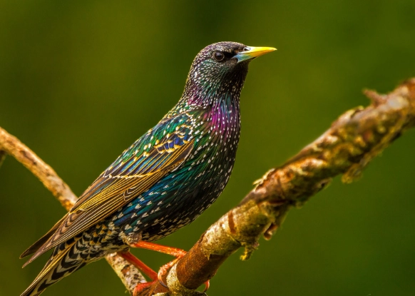 European starling identification