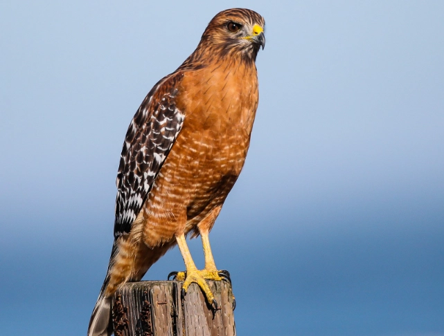 Red-shouldered Hawk