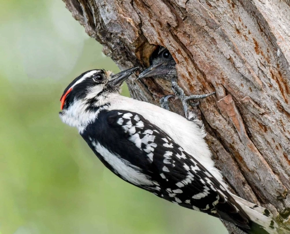 attract woodpeckers