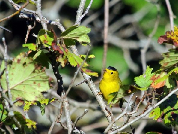Wilson's warbler habitat