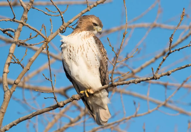 juvenile vs adult red-tailed hawk