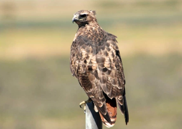 see a red-tailed hawk