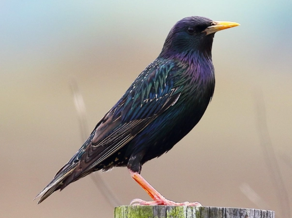 European starling control