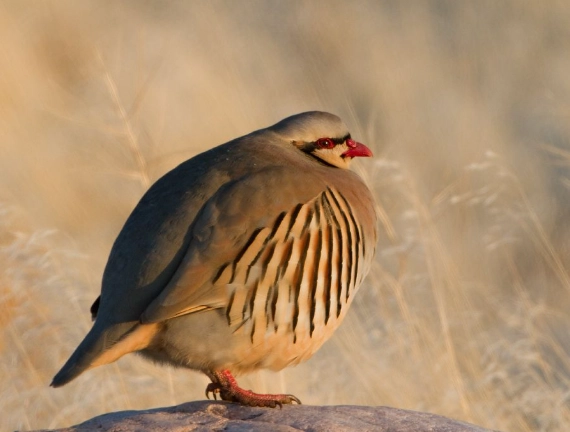 raising chukar