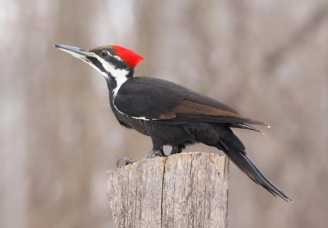 woodpecker species