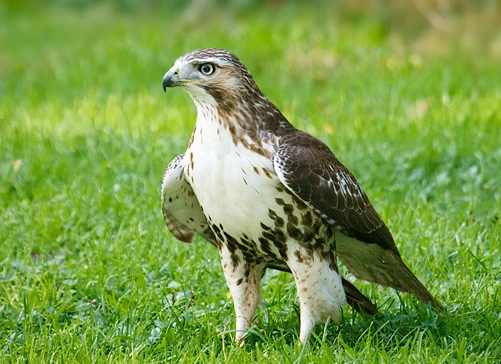 how to identify a young red-tailed hawk