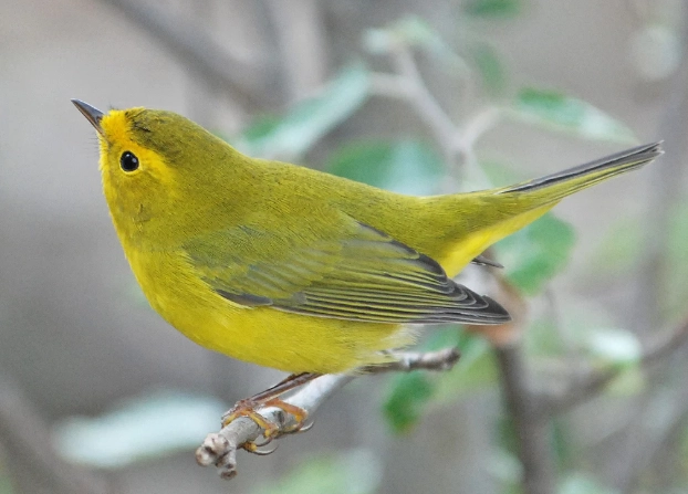 Wilson's warbler habitat
