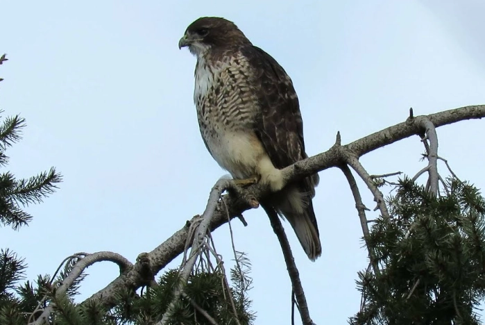 red tailed hawk screech