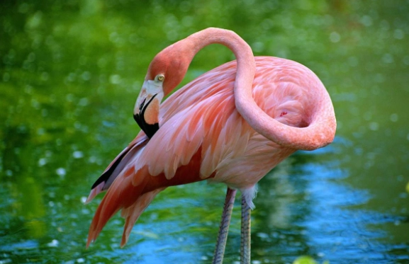 flamingo conservation