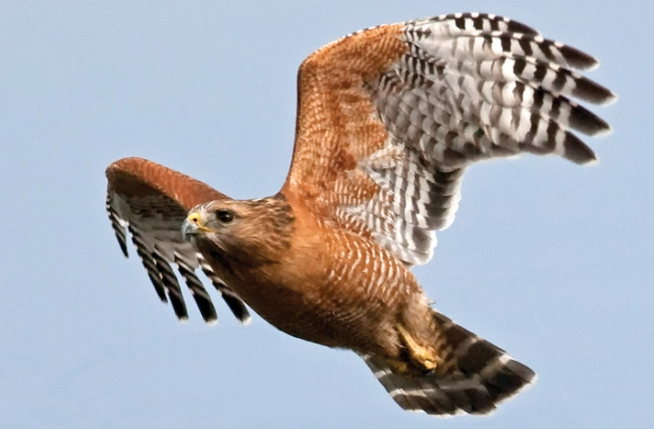Red-shouldered Hawk vs Red-tailed Hawk
