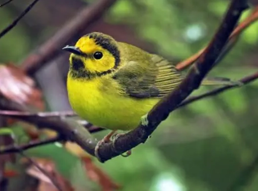 hooded warbler song