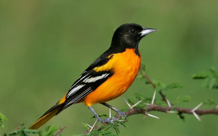 Baltimore Oriole bird