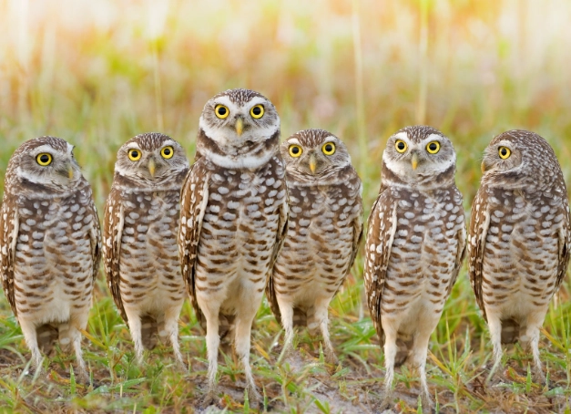 burrowing owl facts
