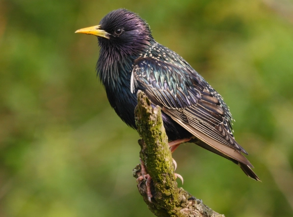 European starling control