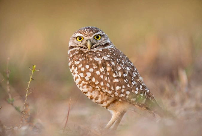 burrowing owl facts