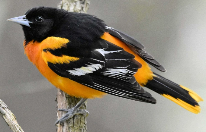 Baltimore Oriole facts
