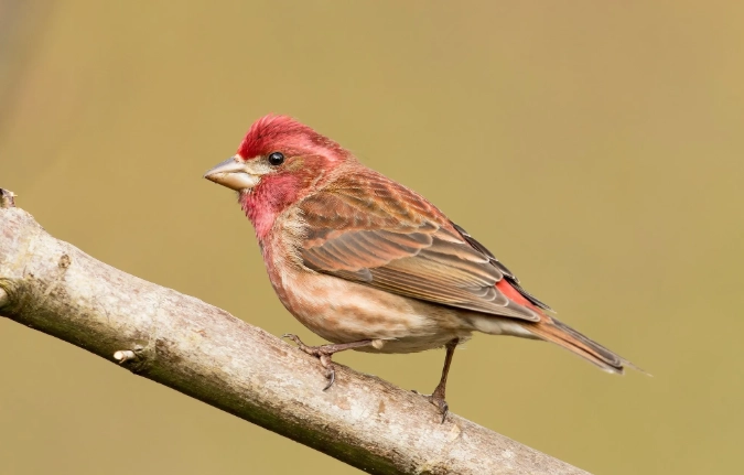 how to attract Purple Finches
