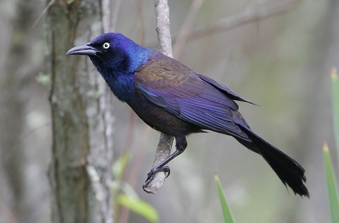grackle bird