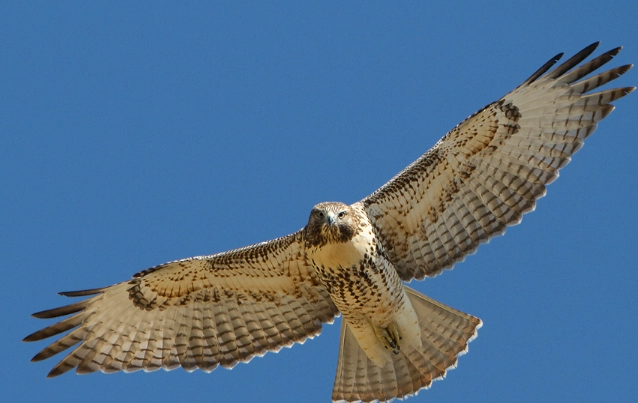 hawk feather meaning