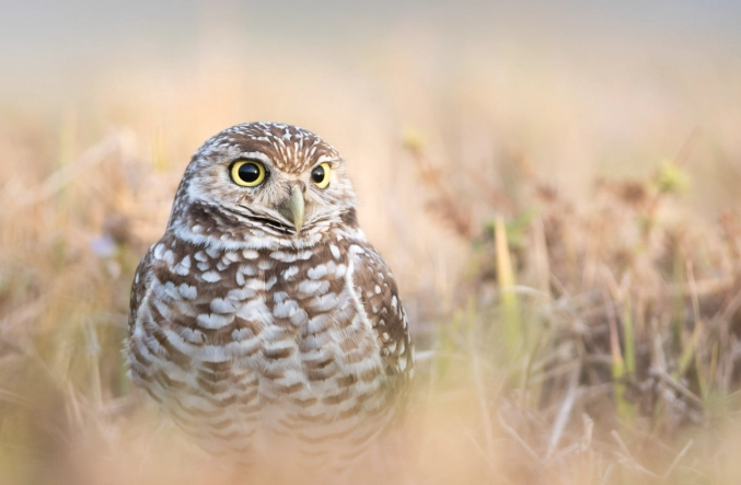 burrowing owl habitat