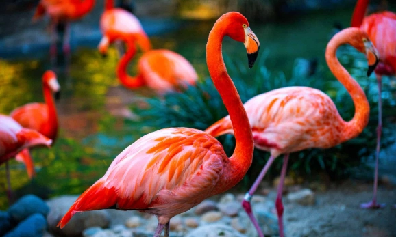 flamingo conservation