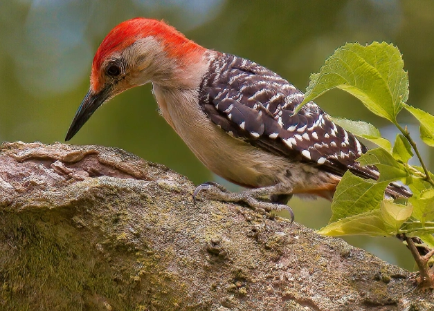 attract woodpeckers