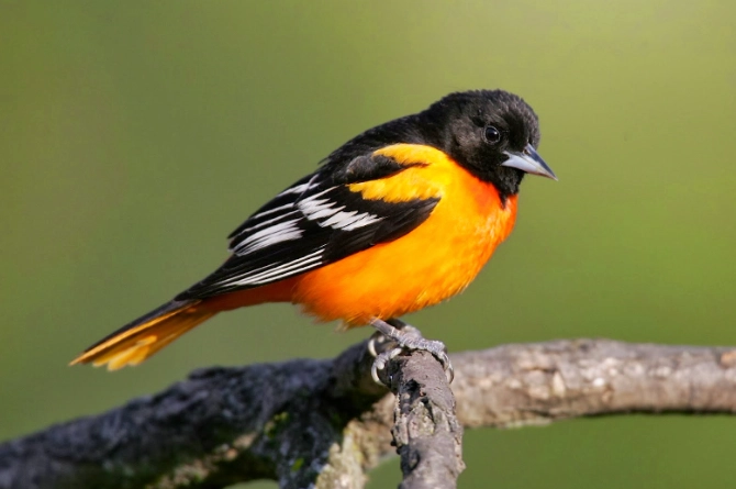 Baltimore Oriole facts