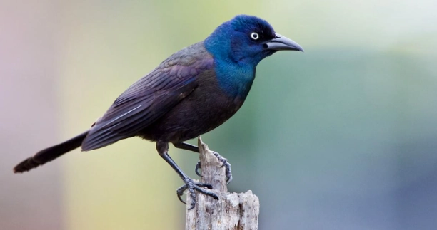 grackle bird