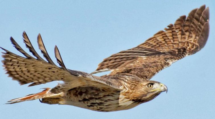 red tailed hawk sound