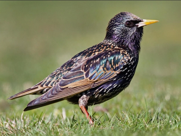 invasive starling species