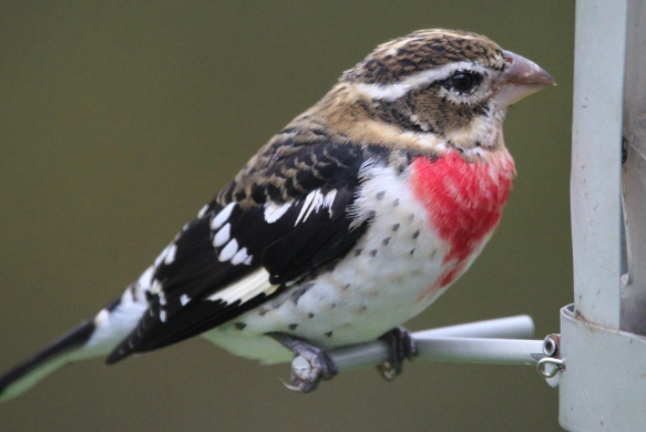 rose breasted grosbeak song